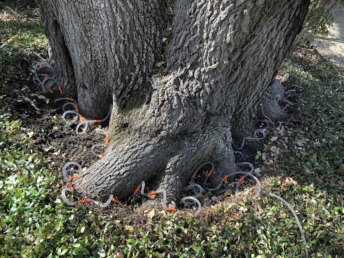 Detailed Tree Cabling and Bracing job site in Fisherville