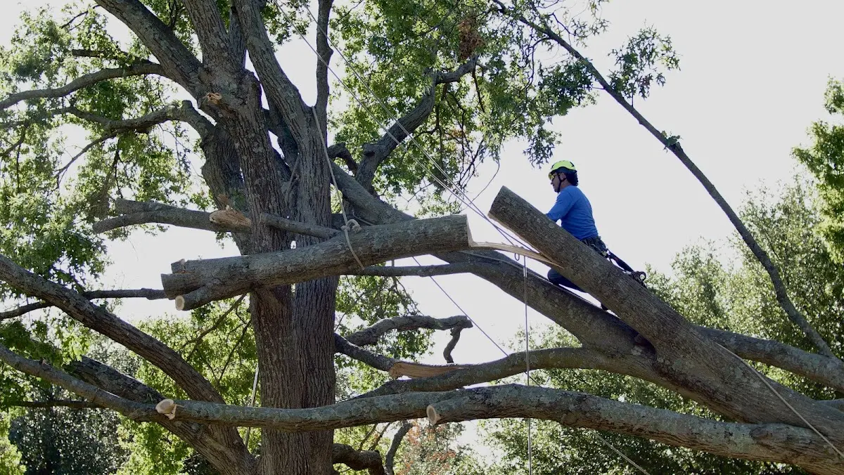 Professional Crown Thinning performed by certified arborists in Fisherville