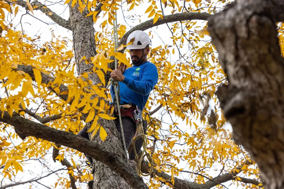 Skilled Tree Pruning crew working in Fisherville